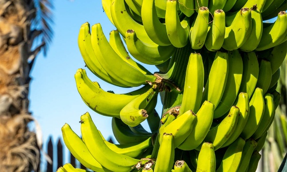 NAJDZIWNIEJSZE WINA ŚWIATA - OD BANANA PO CHILI.