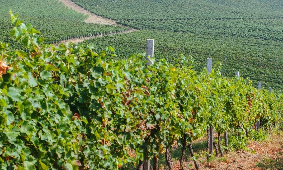 DLACZEGO WYBIERAĆ WINA OD LOKALNYCH PRODUCENTÓW?